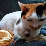 ベーカリーいずみ - プリンちゃん