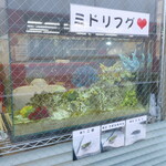 ラーメン二郎 - かわいいミドリフグ