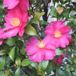 ラーメン二郎 - 癒しの椿