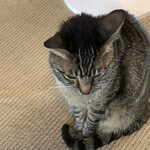 チャイハナ海花 - 