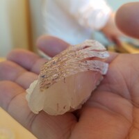 鮨 なんば 日比谷 - 春子　37℃/21℃　　舎利の温度/種の温度