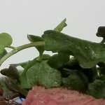 馳走 啐啄一十  - ◯ていれぎ(愛媛県産、学名は「オオバタケツケバナ｣、山葵の味がする草、松山市の天然記念物)
      山葵の代わりにアクセントとしてお肉に添えて頂きます。