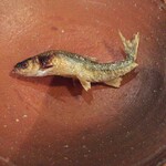 松川 - 焼きもろこ