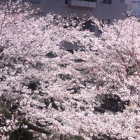 37 Steakhouse & Bar - テラスは実はお花見の穴場です！