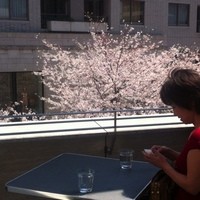 37 Steakhouse & Bar - 春 テラス目の前には桜坂の桜が