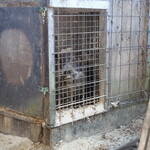 かたつむり - 分りにくいけど猪ちゃんがお出迎え(この子は情が移ったので食べないとか)