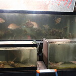 Taishuu Kappou Isoshige - 活魚介類の水槽