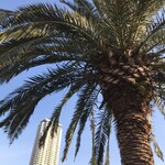 Little Darling Coffee Roasters - 