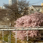 Osteria Tutto Sole - 大井町駅から見えた河津桜