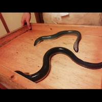 日本料理 梅林 -  日本料理 梅林 -