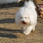 Les deux Bleue - ドッグランで！ひと走り〜♬