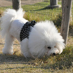 Les deux Bleue - お店の前のドッグラン in December 2010