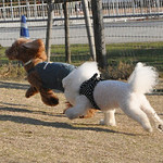 Les deux Bleue - これじゃ！お腹すきますネッ！！