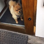 Homemade Ramen 麦苗 - 