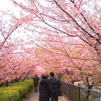 伊豆高原 城ケ崎温泉 花吹雪 - 河津桜