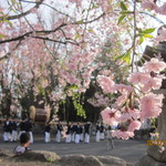 たねや日牟禮茶屋 - お店の前の桜とおまつり