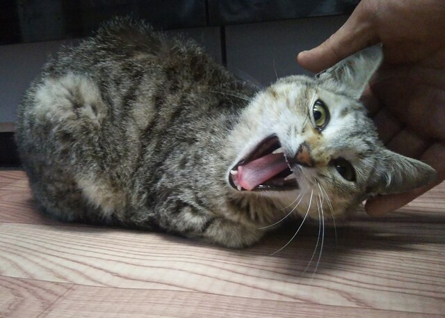 ランチの定食は、税込ワンコインが10種類、おかわりライスも、大盛り