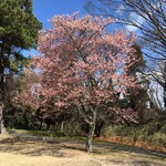 Teihou Kan Tori Kurabu - 寒緋桜が満開でした