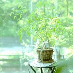 癒しの郷会珈音 - 