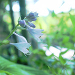 癒しの郷会珈音 - 