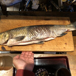 ろっかん - ニゴイ