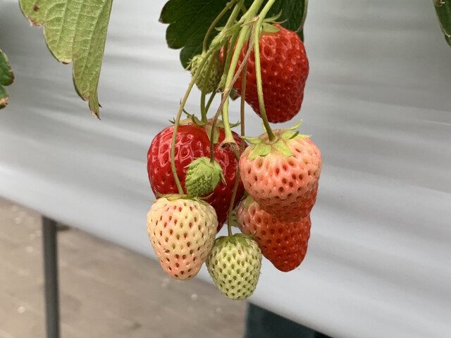 丹沢の森 渋沢 その他 食べログ