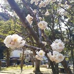 四川担担麺 蒼雲 - 樗谿公園の梅