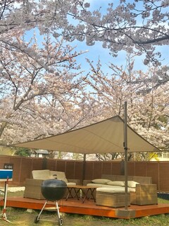 maidurukouemba-bekyu-ga-den - 桜に囲まれた花見シーズンは最高です！