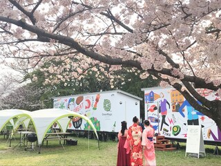 maidurukouemba-bekyu-ga-den - 施設内にはたくさんの桜があり花見にはもってこいです！