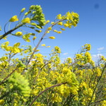 ラーメン二郎 - 菜の花