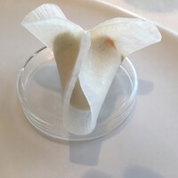 エスキス - 