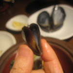 タイーム - ムール貝の赤ちゃん？