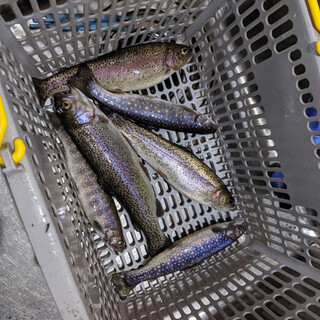 大崎つりぼり_0