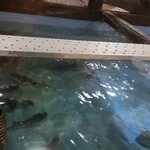 天然海水いけす海陽亭 - 