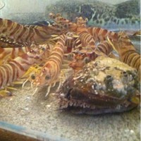 個室ふぐかに料理 磯笛 - いけすには、車海老、あわび、伊勢海老、とらふぐが