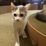 猫カフェ モカラウンジ - スコティッシュのこたろう君