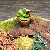 L'EAU - 葉：ちょこんと載った小さな花、ハーブ、ジャガイモ