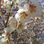 ビストロ ル ブルジョン - 生田緑地の梅園、見頃です