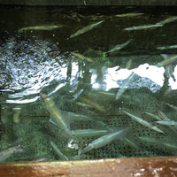 博多料亭 稚加榮 - 