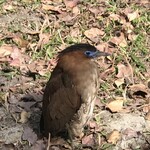 San Want Residences Taipei - 林森公園でお出迎えの鳥君