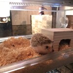 Cafe & Dining bar ELEVEN - 店内にてハリネズミ警備隊が勤務しております。