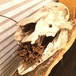 プレゼンテ スギ - うり坊の頭蓋骨