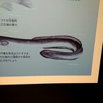 うなぎ 淡水 - 若狭三方縄文博物館の展示パネル