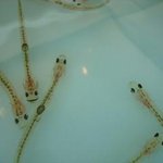 天ぷら あきよし - 