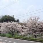 とらや分店 村田や - これだから春はやめられない。