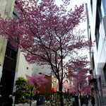 レストラン桂 - 桜咲く
