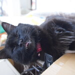 パティスリーフラヴール - 黒い猫は自宅で撮りました。 お店にはいません　笑