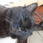 パティスリーフラヴール - 黒い猫は自宅で撮りました。 お店にはいません　笑