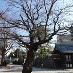 創作和食 田 - 樹齢８０年以上の桜の古木