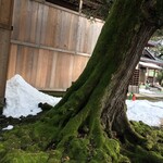 Nishitaniya Kaika - 大乗寺の苔